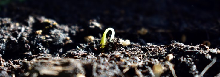 Close-up of a seedling emerging.