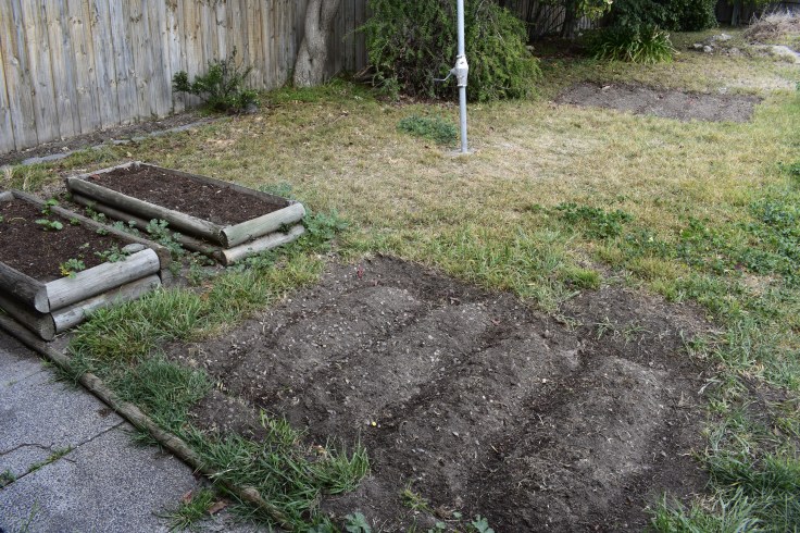 The raised beds have been repaired and two new beds are dug.