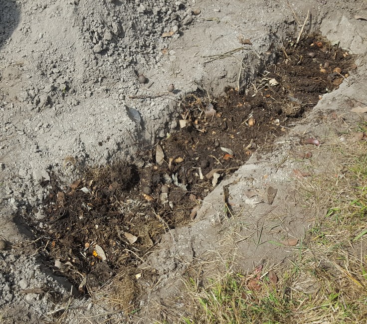 Burying my compost in as I make a garden bed.