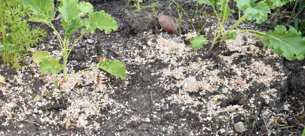 Thick ring of crushed eggshells around your plants.