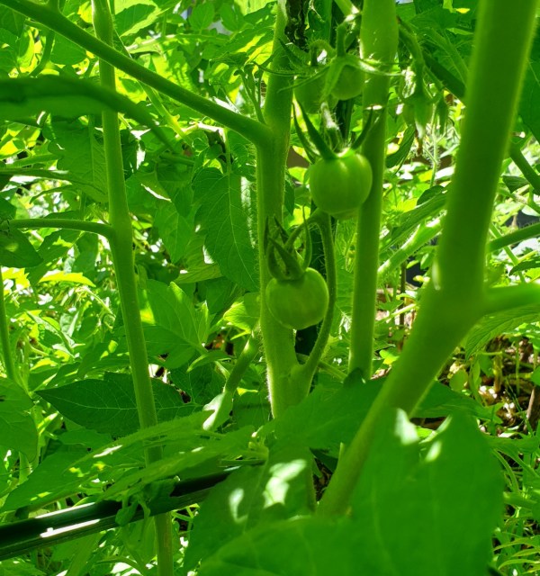 Little green tomatoes in the middle of the tomato plant.