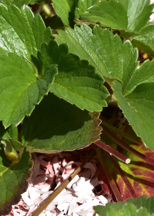 A picture of the leaves from a strawberry plant.