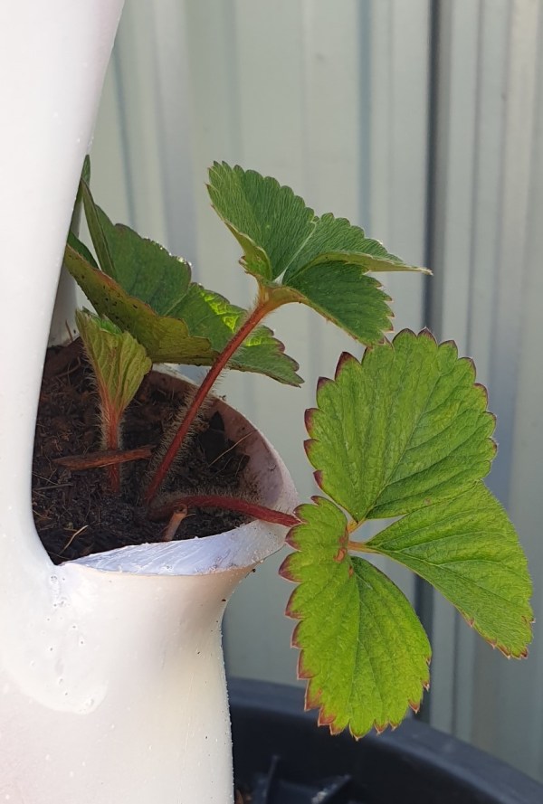 A small strawberry plant in the new strawberry tower.