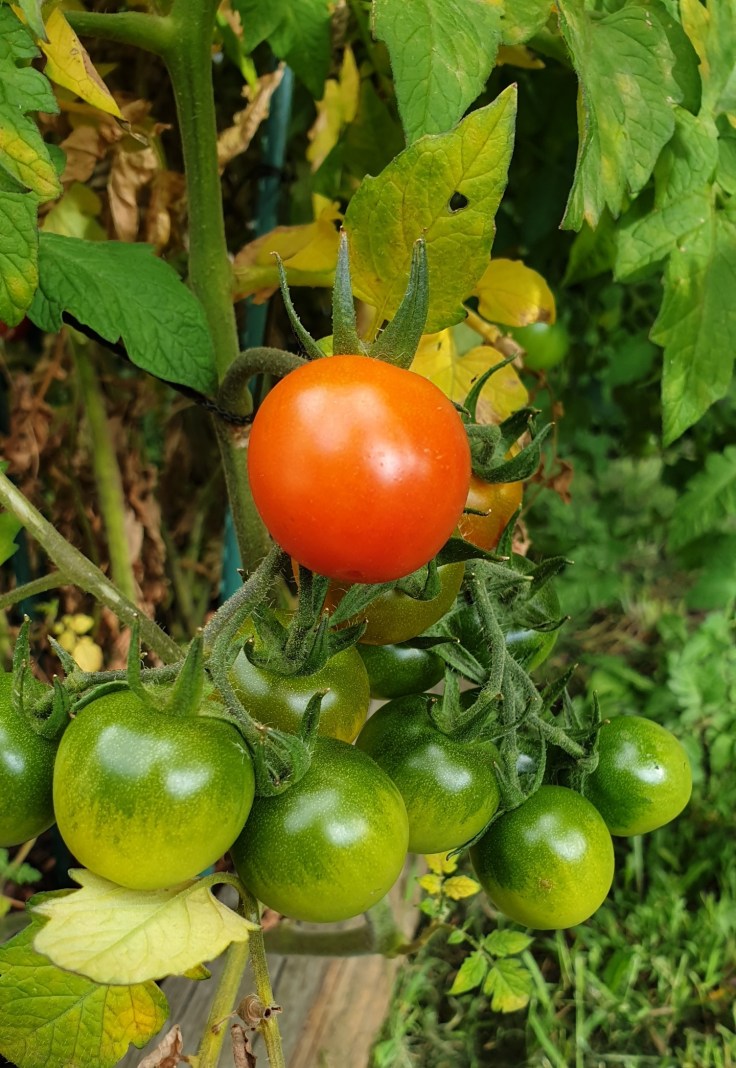 Some tomatoes growing on the plant.