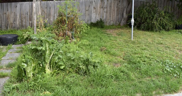 An image of some over grown garden beds with weeds and tomato plants.