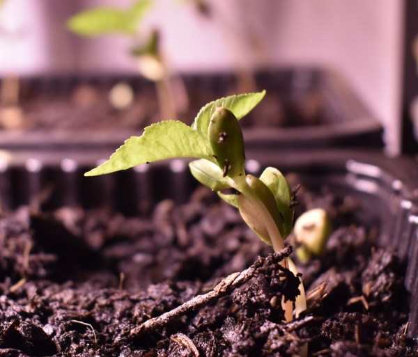 Seedling emerging in the propagation station.
