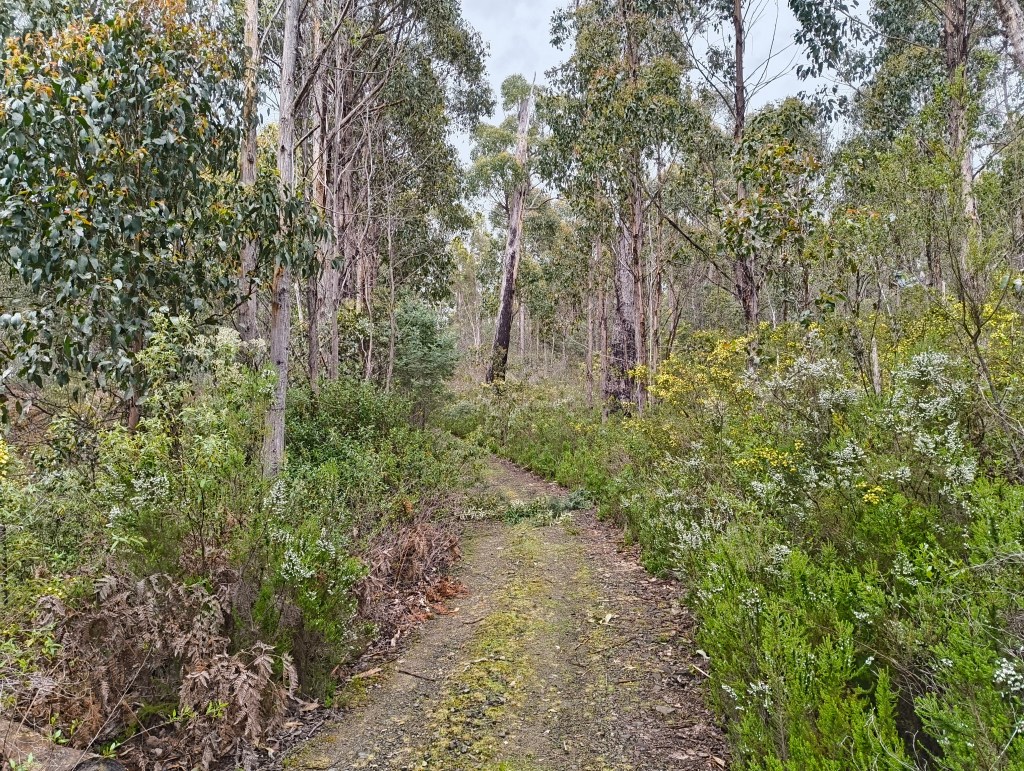 An image of a section of my driveway that is overgrown.
