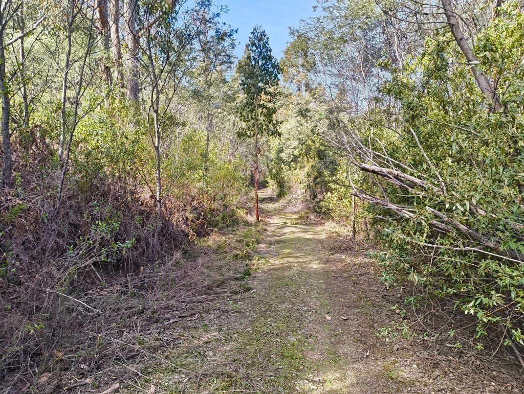 A view of a partially cleared road on my property.