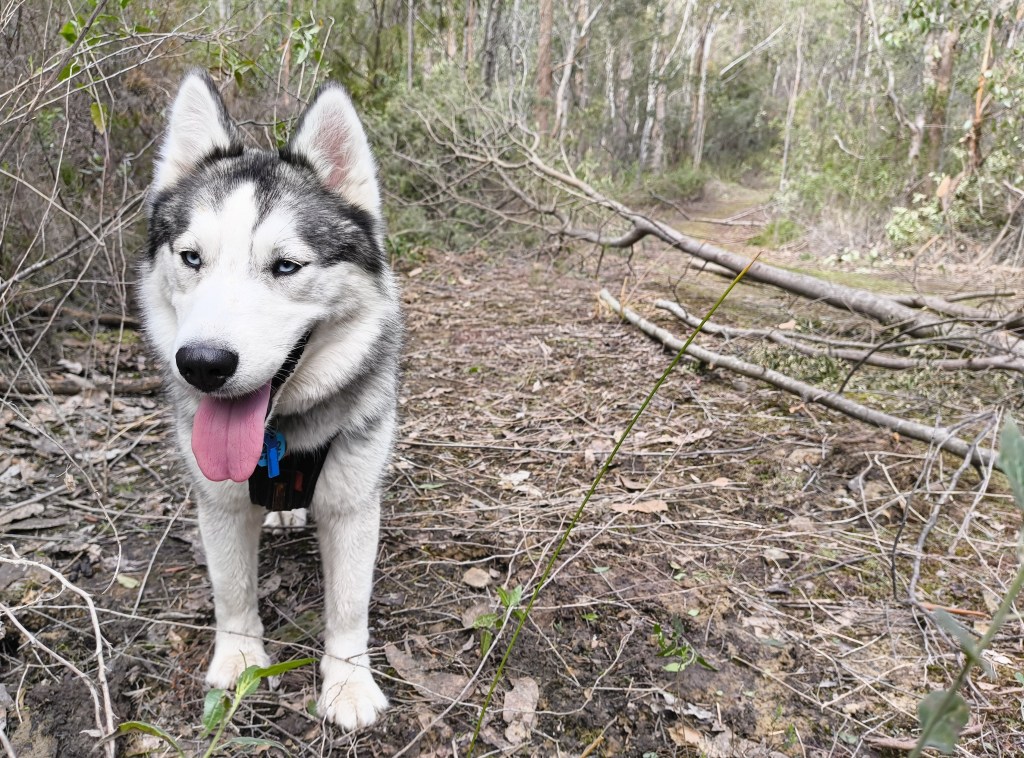 My dog Natasha enjoying herself outdoors. 