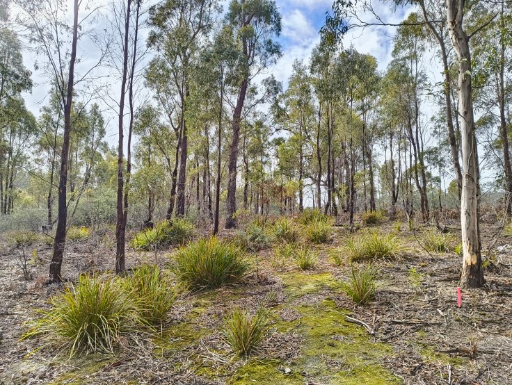 The future site of my shed/home