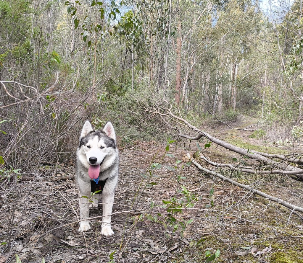 My husky Natasha roaming free in the bush.