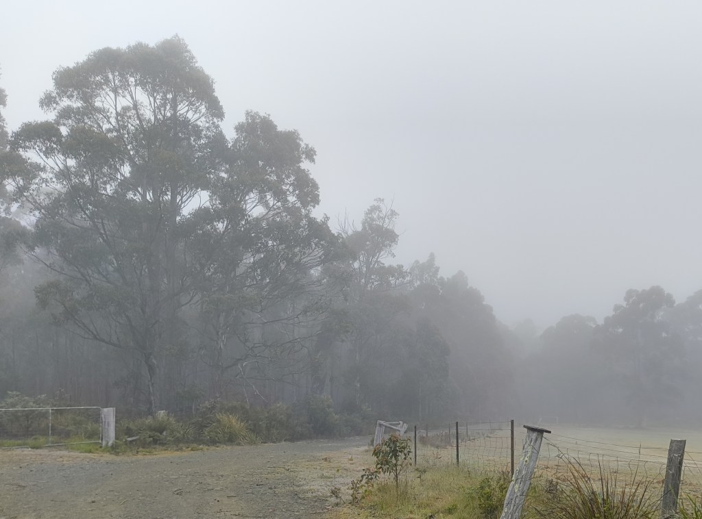 An image of some trees along the side of a country lane obscured by a heavy mist.
