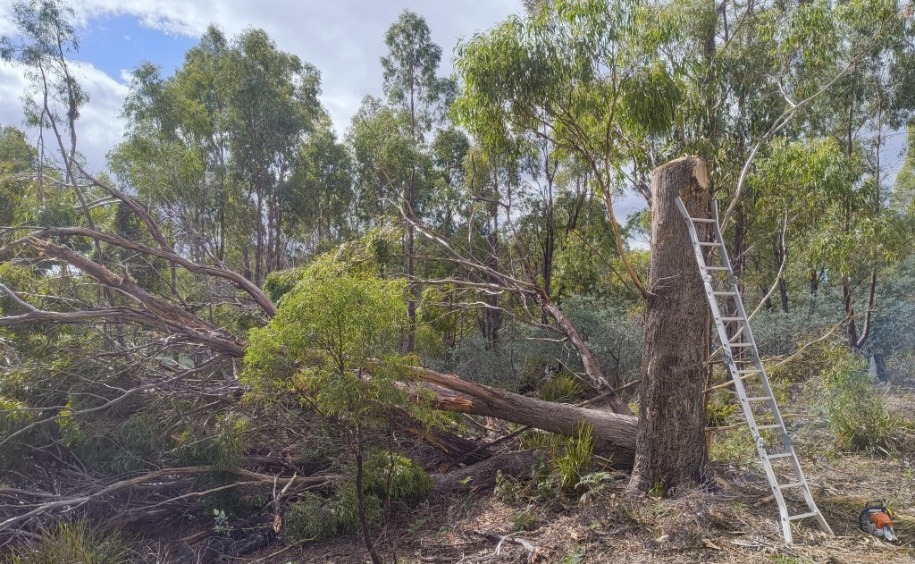An image of a tree that has been cut down with a ladder and chainsaw resting against it.