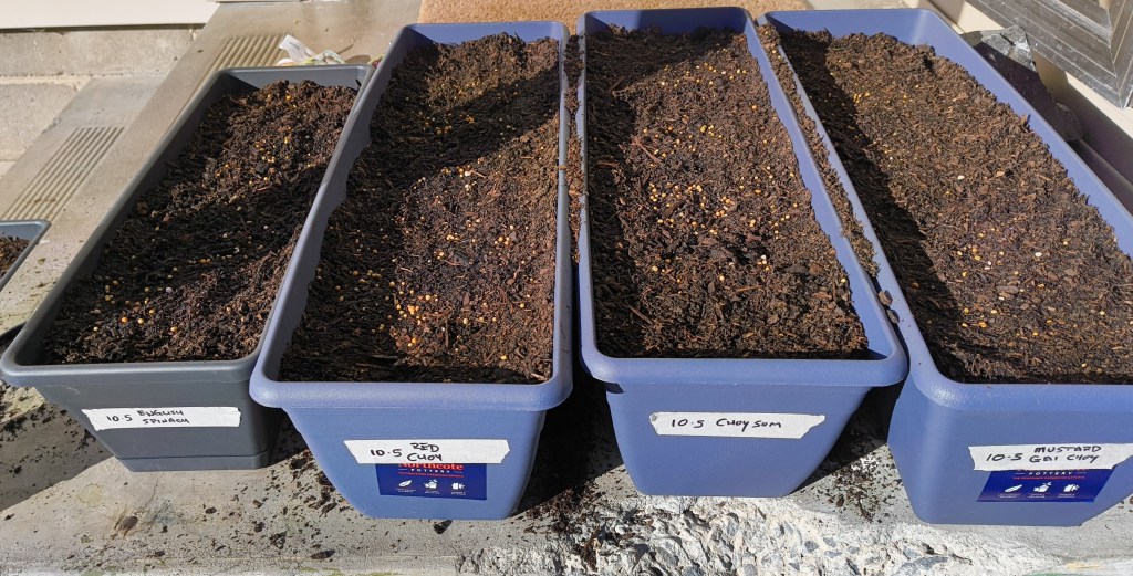 An image of several planters filled with potting mix and seeds, all of which are labelled as to their contents.